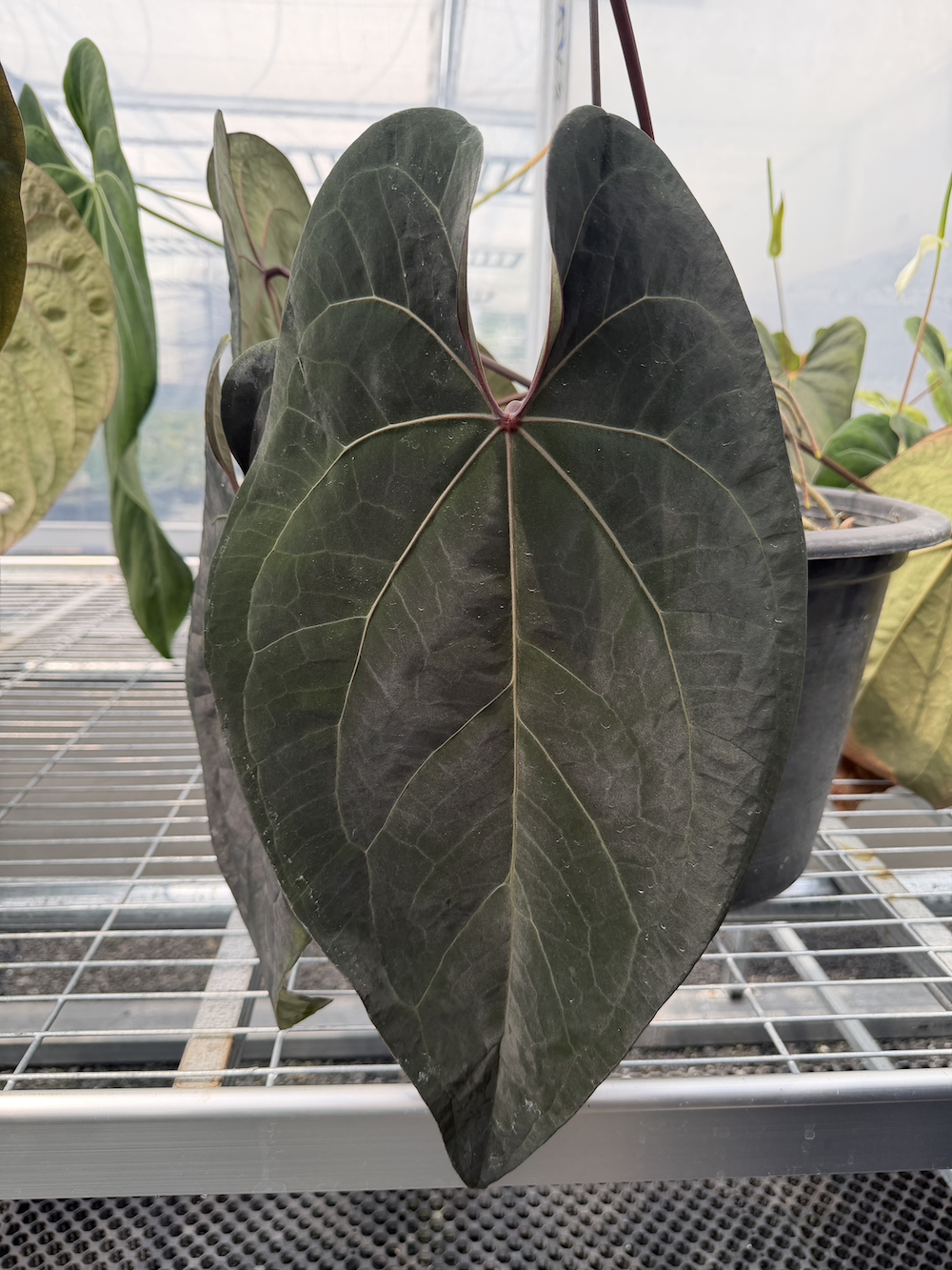 Anthurium Ace of Spades (AOS).png
