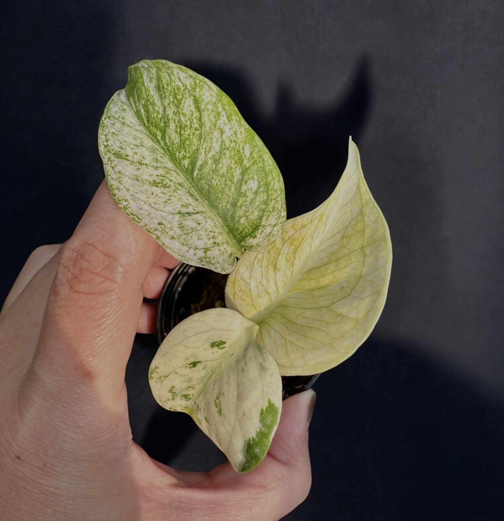 Monstera White Monster (Selected)