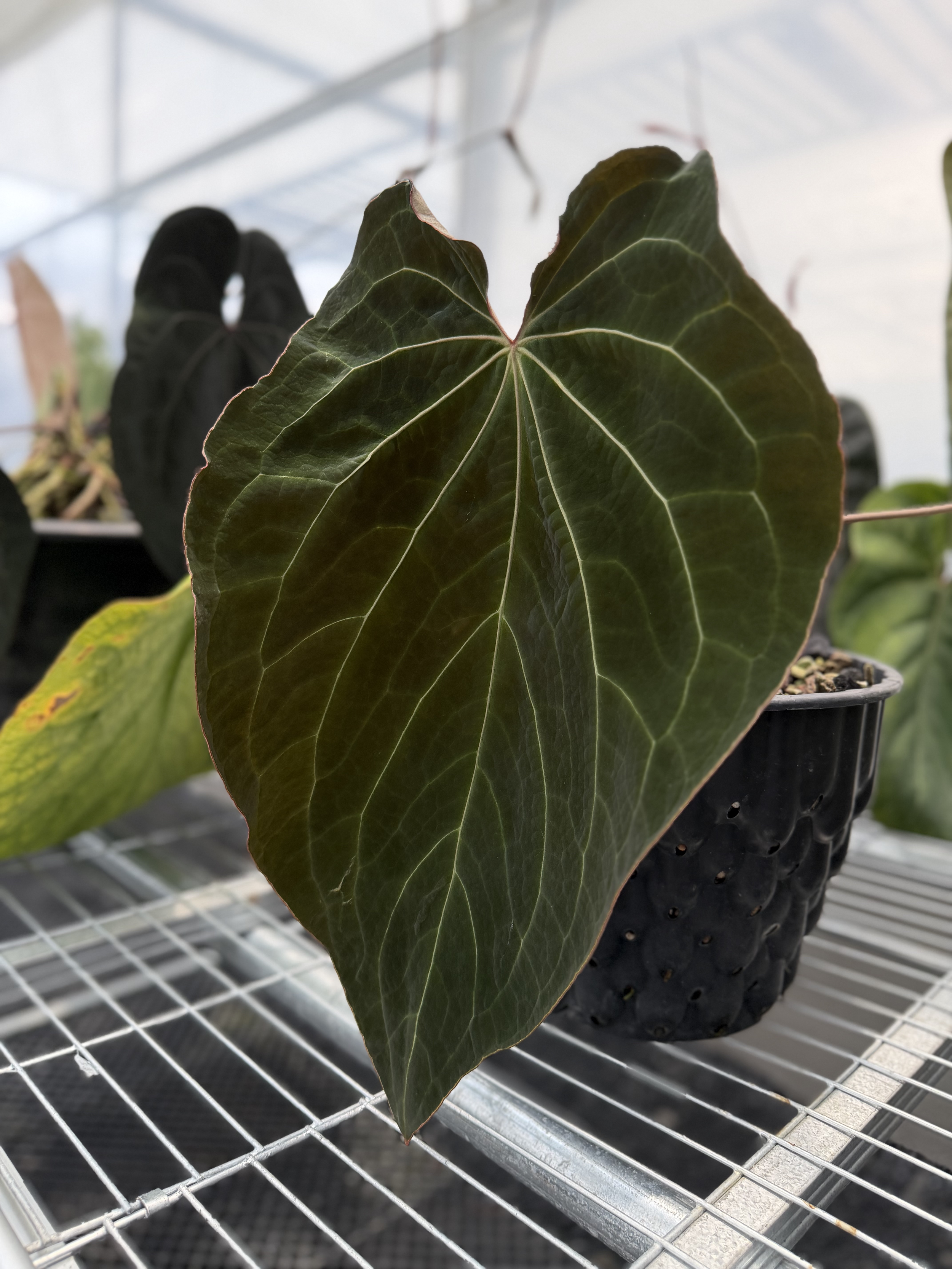 Anthurium Enigma.png