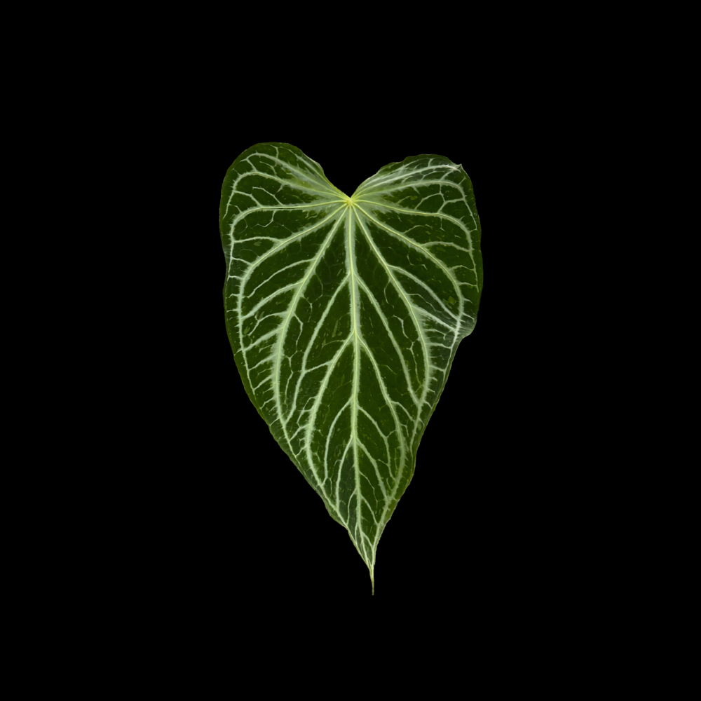 Anthurium FTG crystallinum