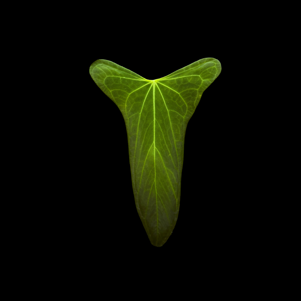 Anthurium portillae x FS
