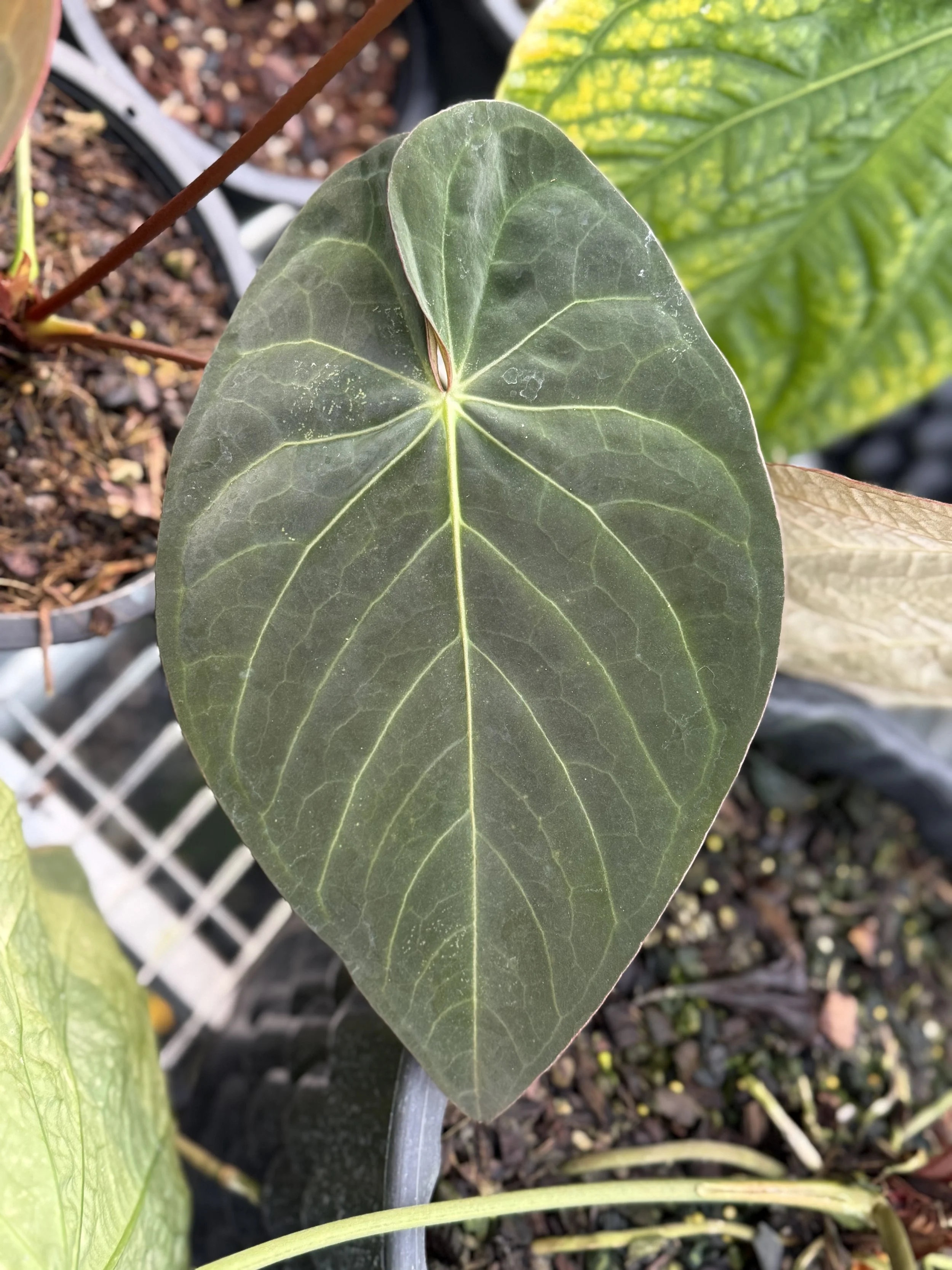 Anthurium Black Cherry