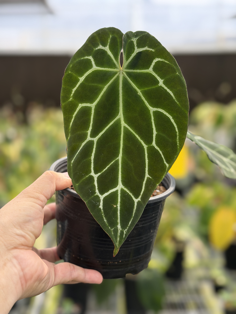 Anthurium Chocolate Crystallinum.png