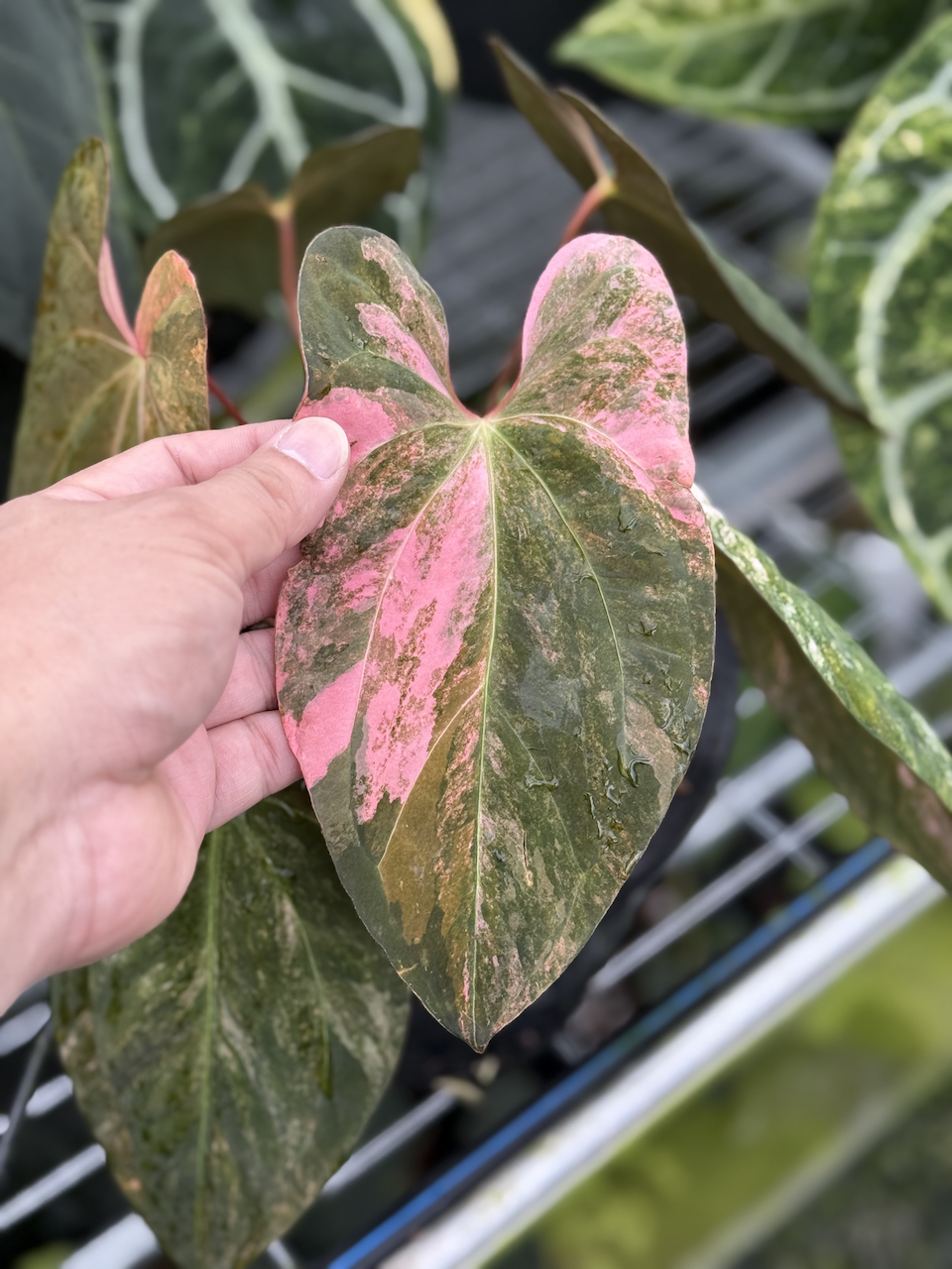Anthurium Pastel Pink