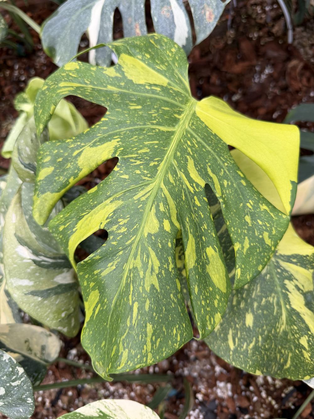 Monstera deliciosa Electrolight.png