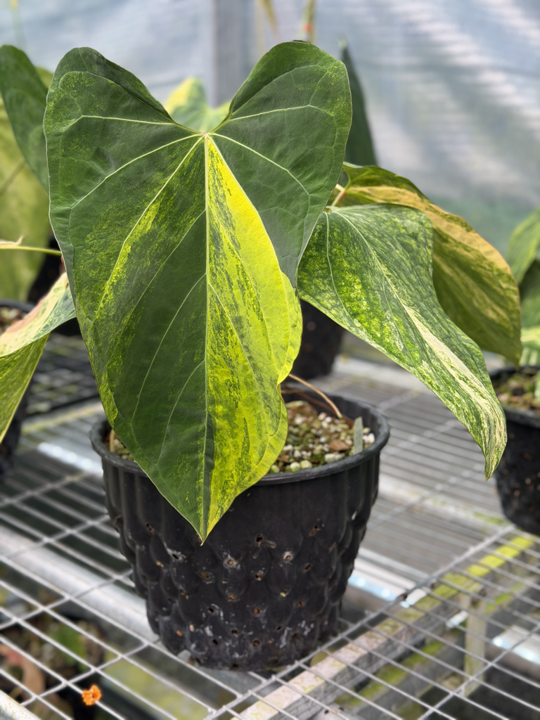 Anthurium Velvet Delta 27.png