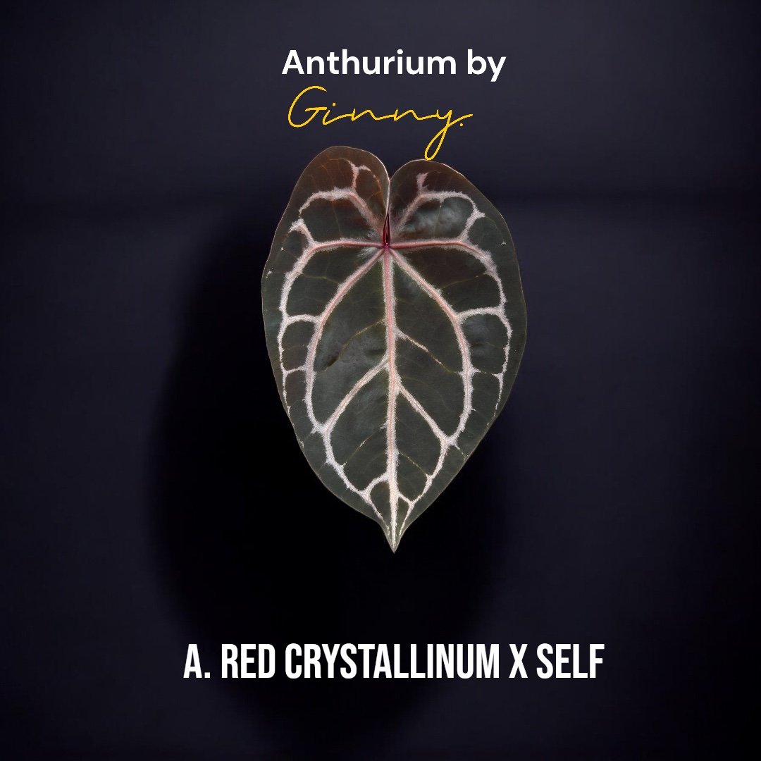 A. Red Crystallinum X Self