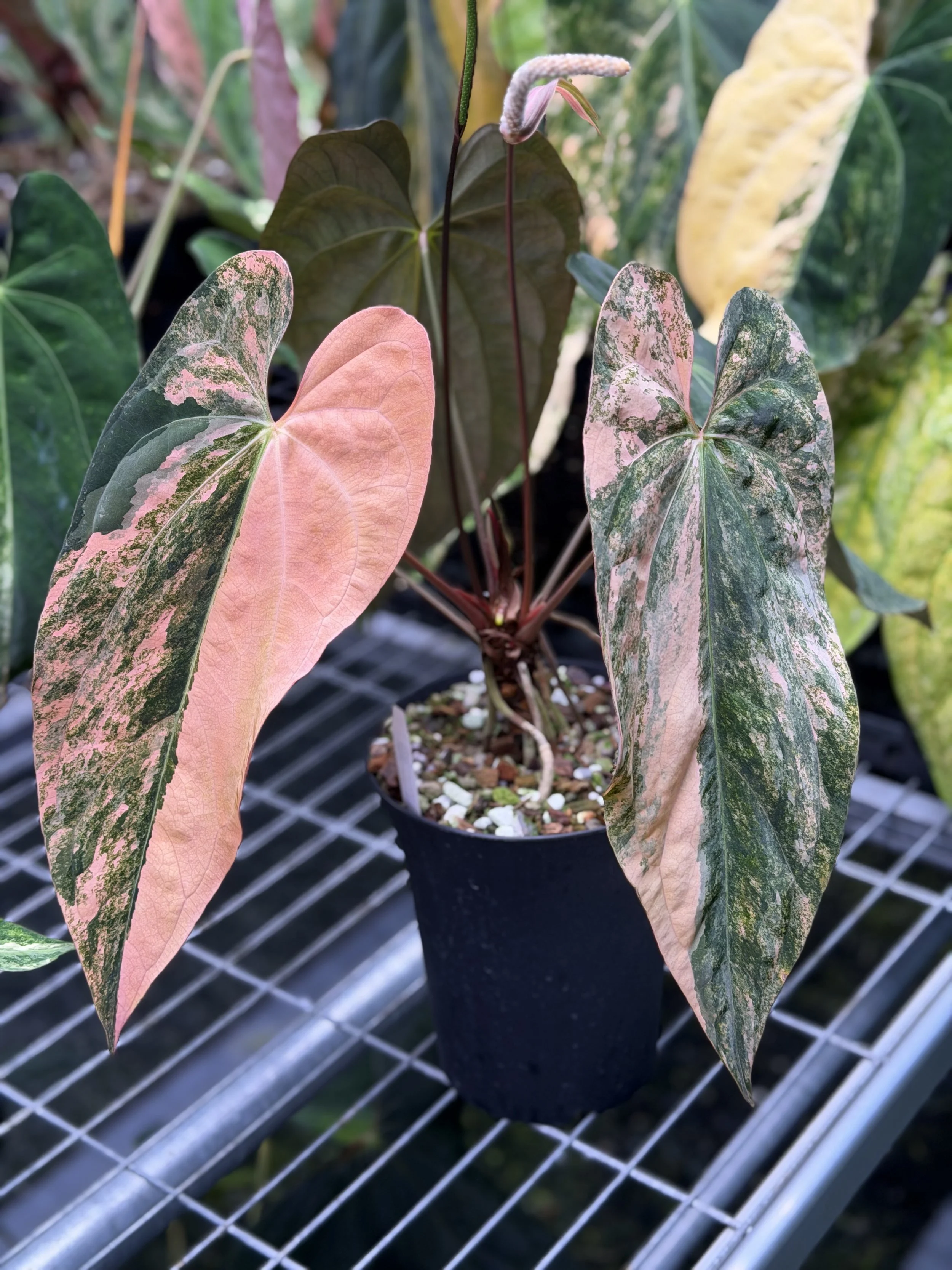 Anthurium Rusty Long RL 061.png