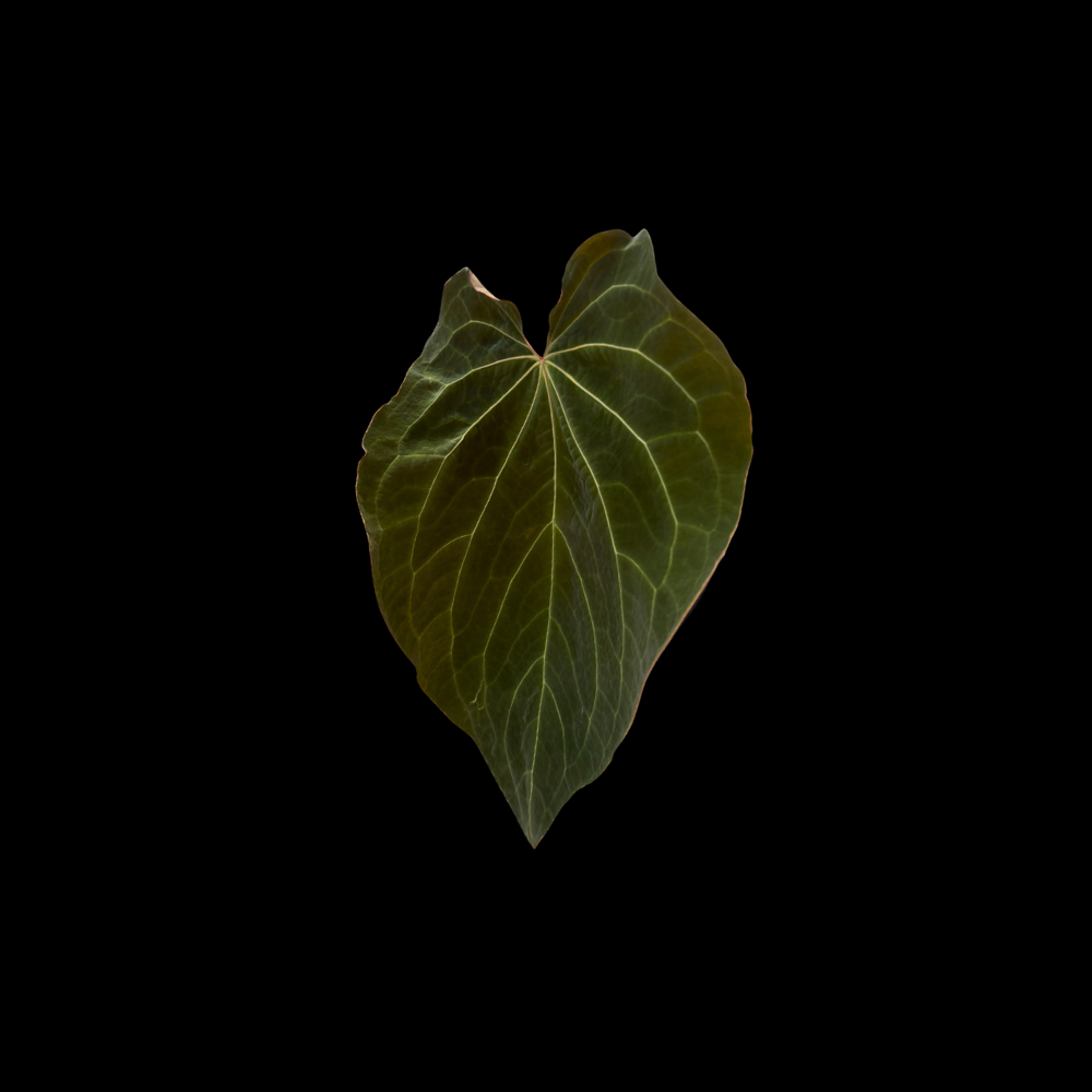 Anthurium Enigma