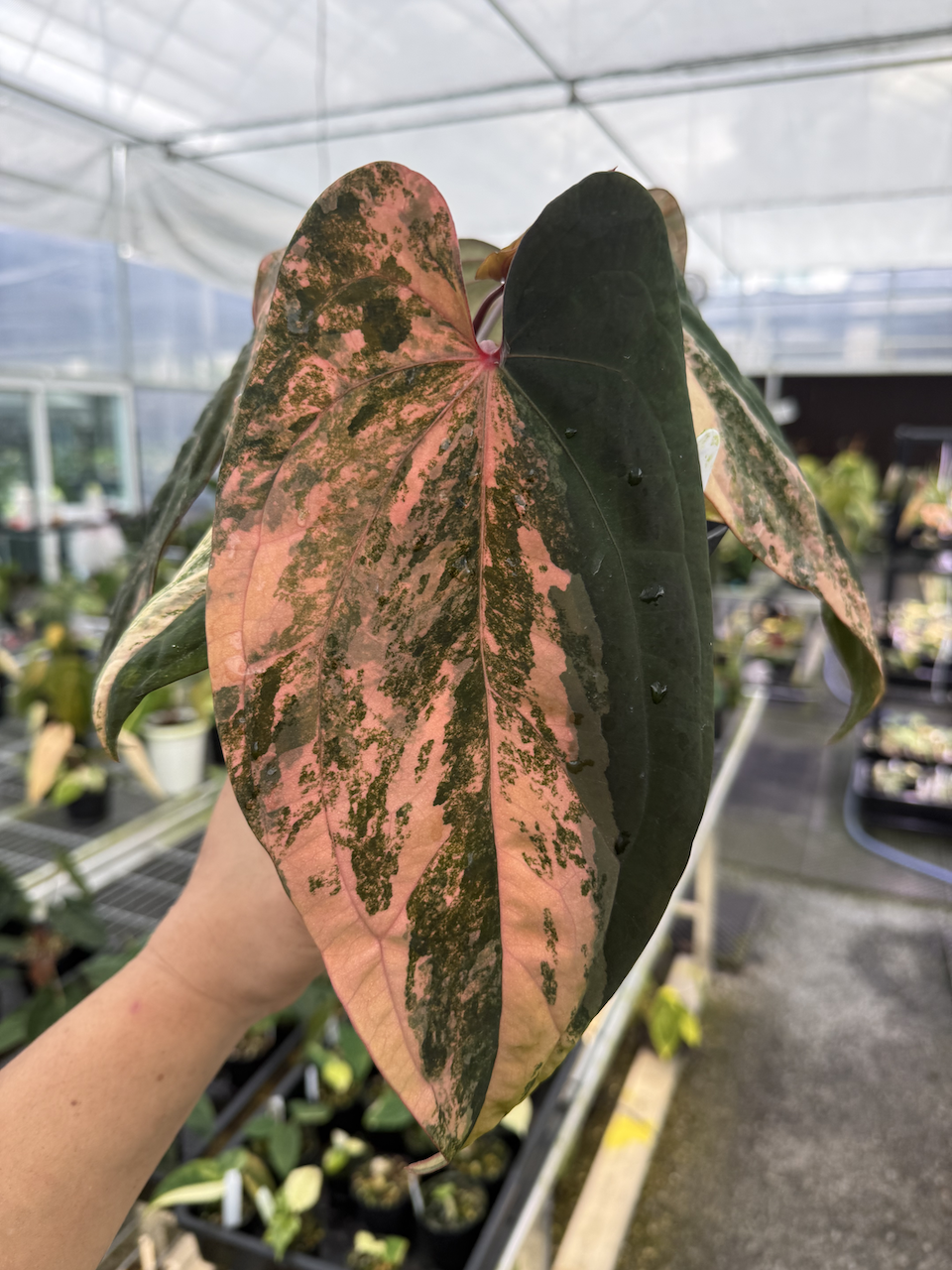 Anthurium Cleo 02