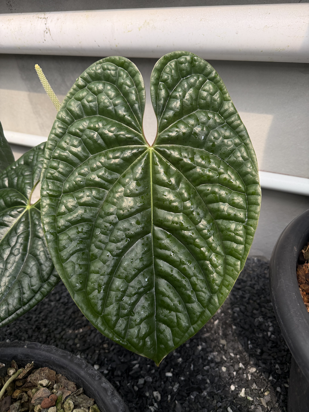 Anthurium luxurian.png