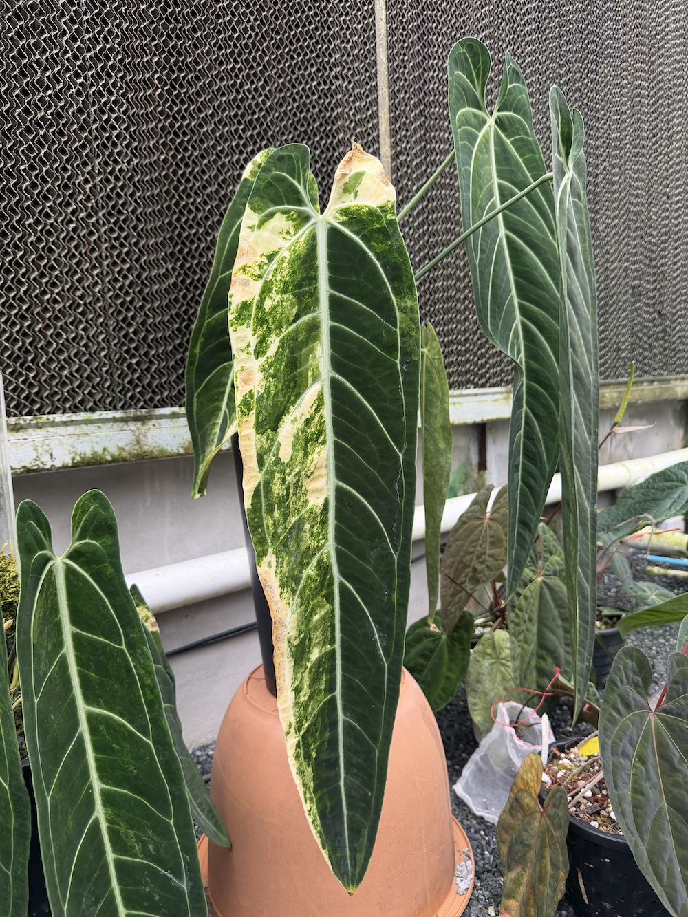 Anthurium warocqueanum variegated.png