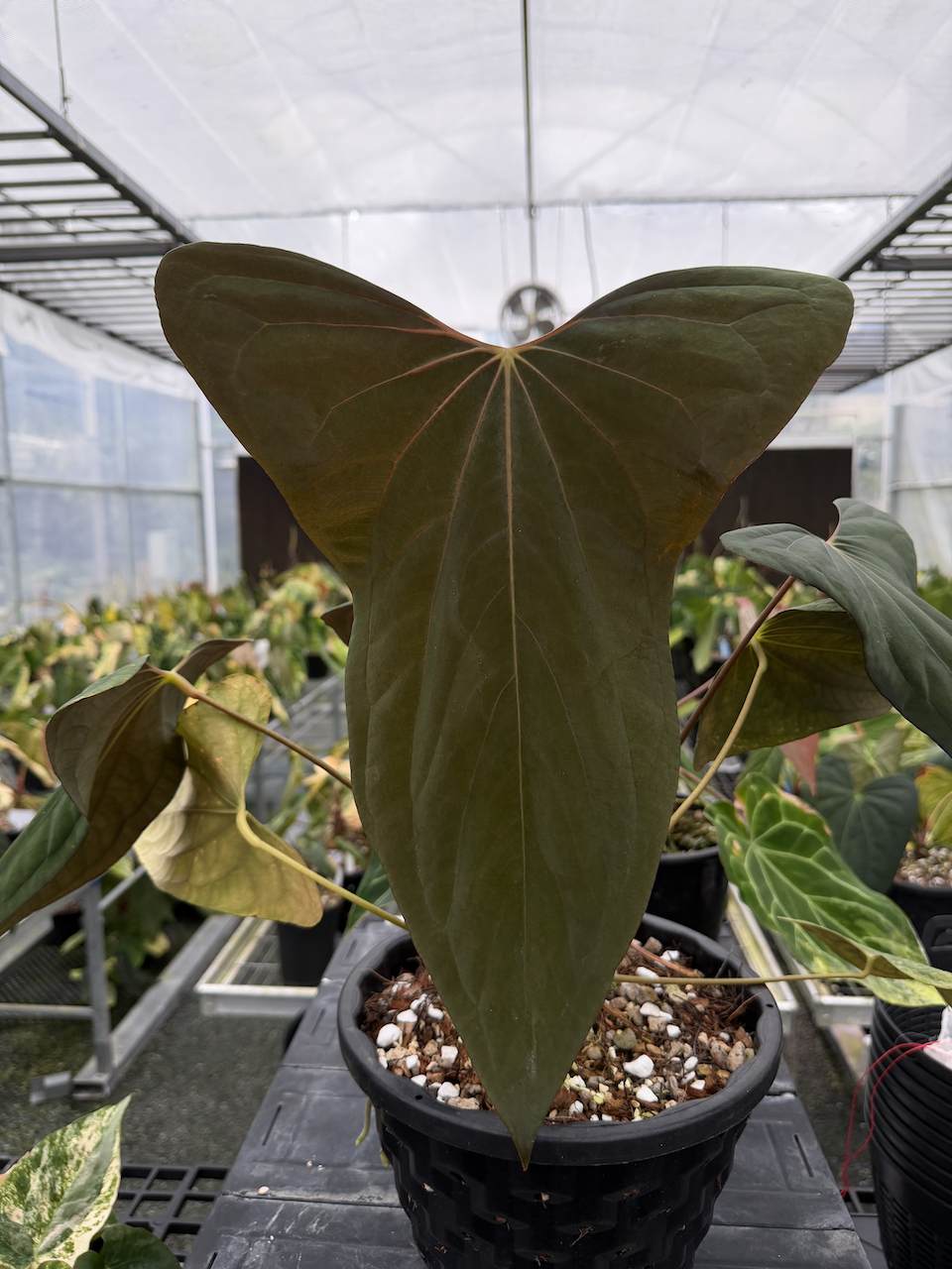 Anthurium DFRL