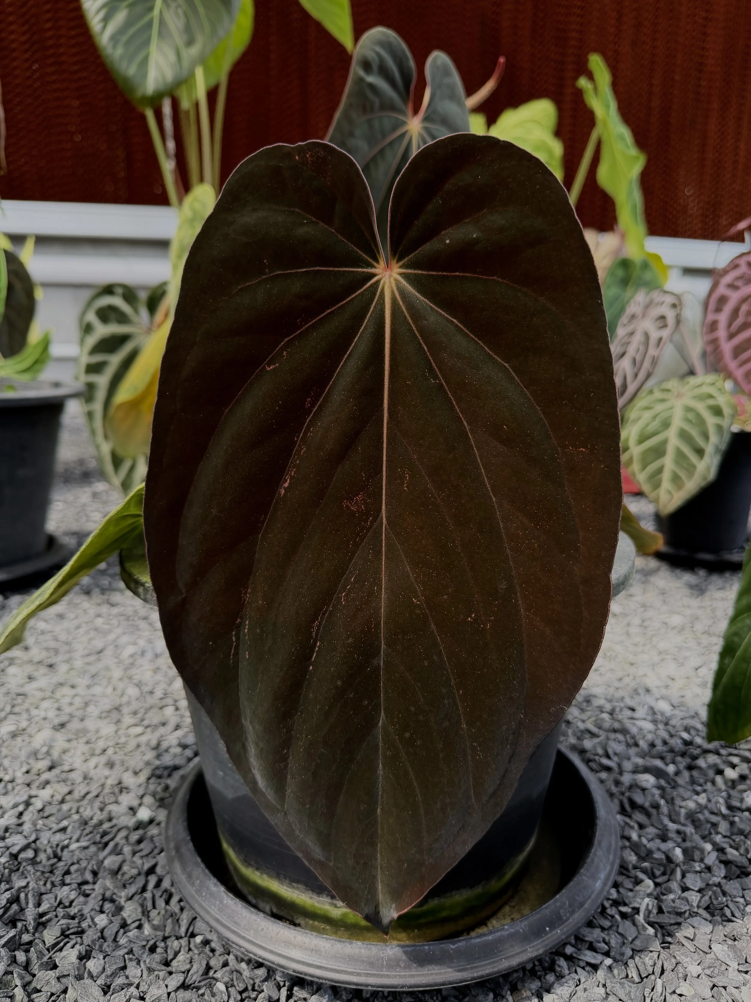 Anthurium Antolakii Black Velvel Eastern Panama MagicG