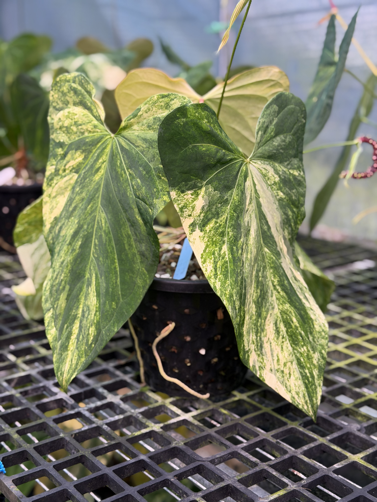 Anthurium Velvet Delta 33.png