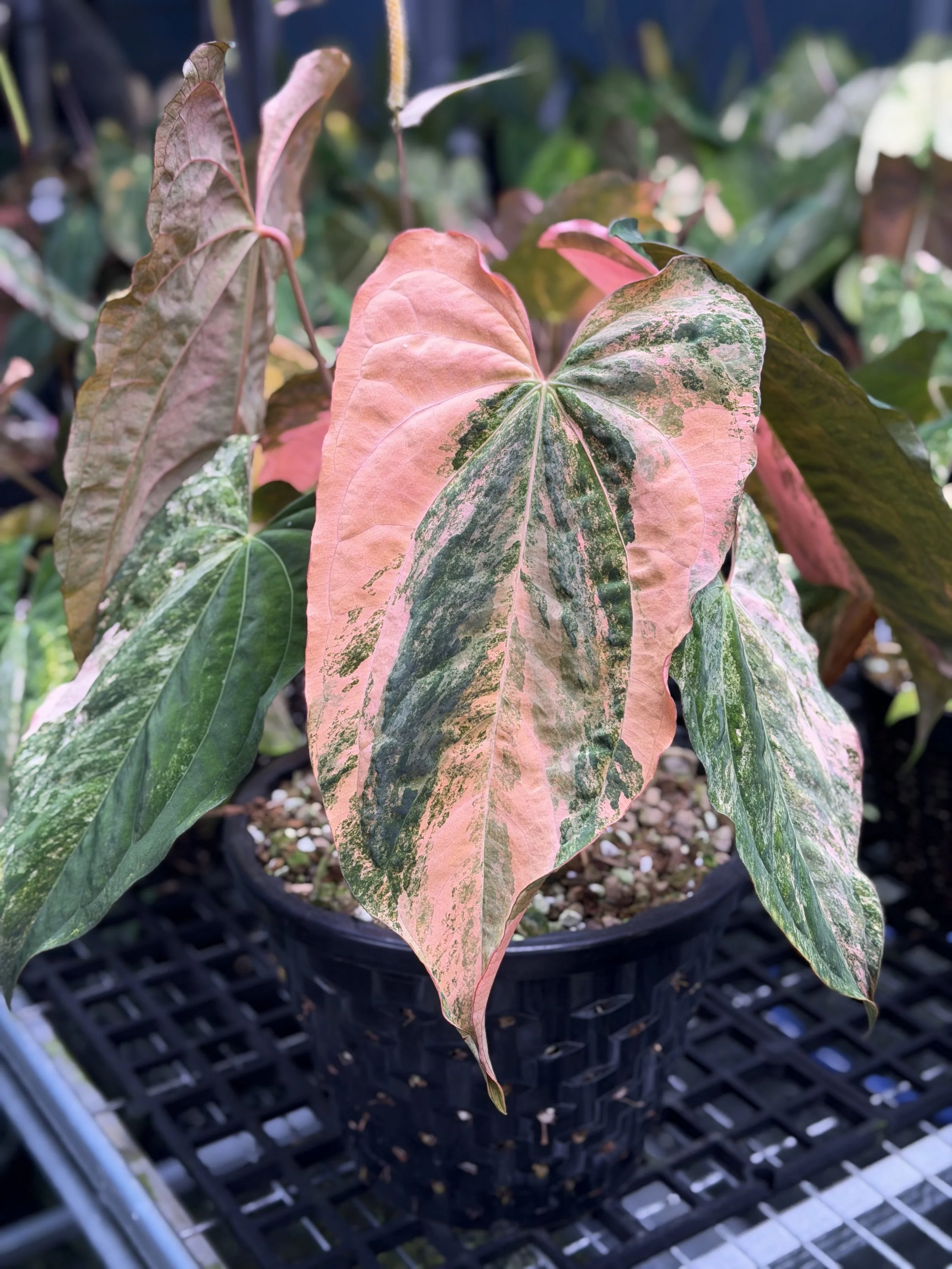 Anthurium Rusty Long RL.png