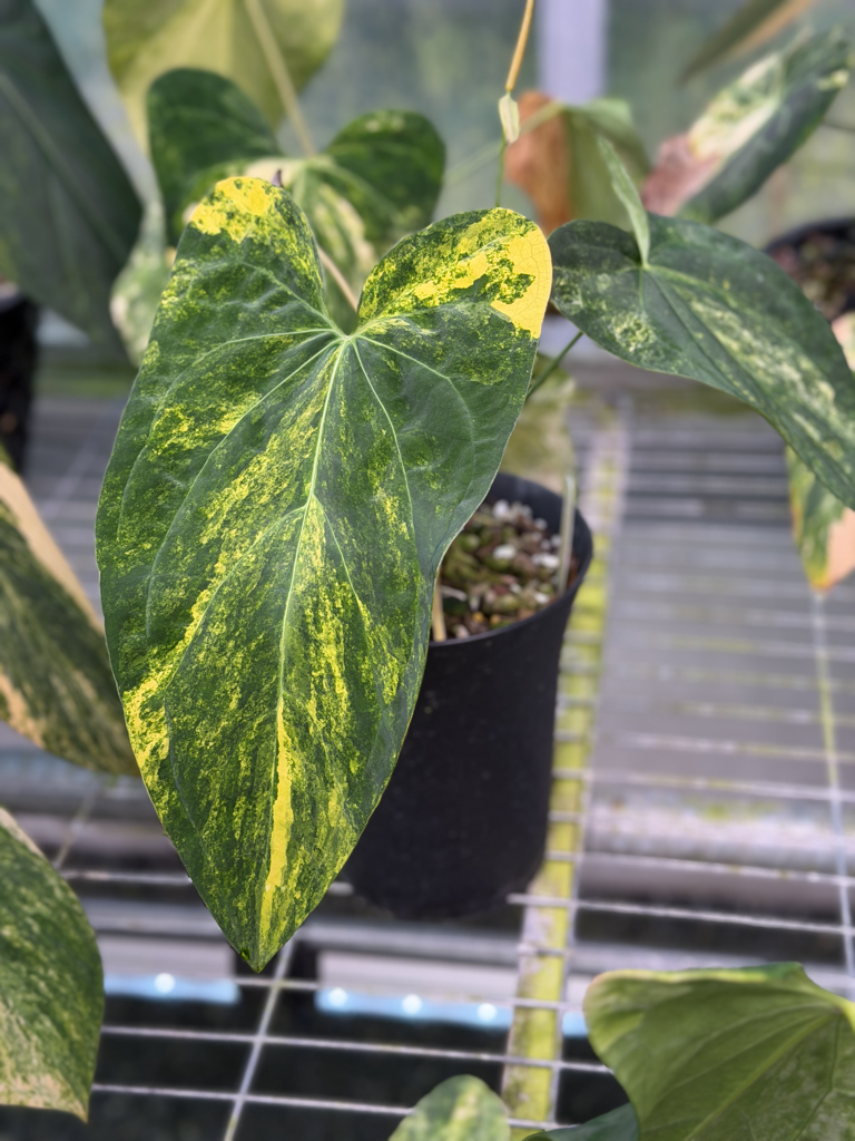 Anthurium Velvet Delta A3.png