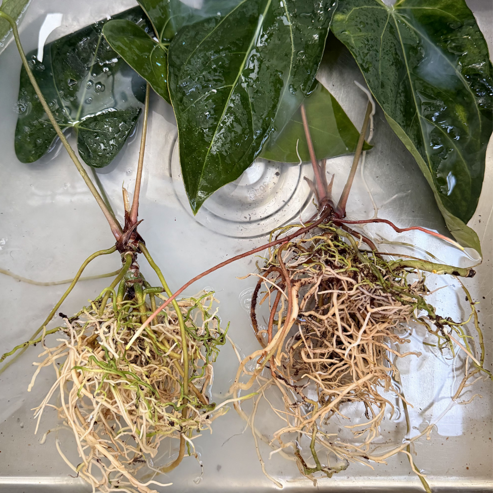 We make sure the plants are healthy with strong root system before shipment.