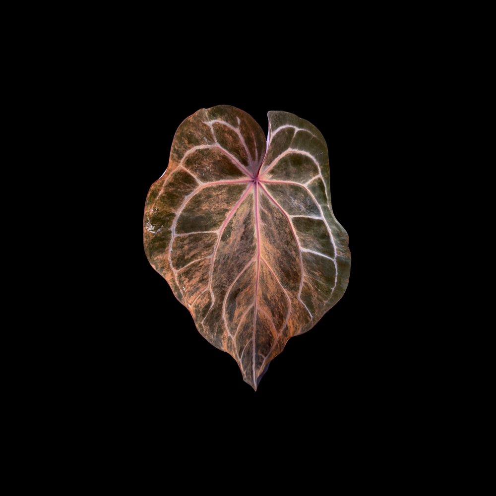 Anthurium Michelle var. GN01