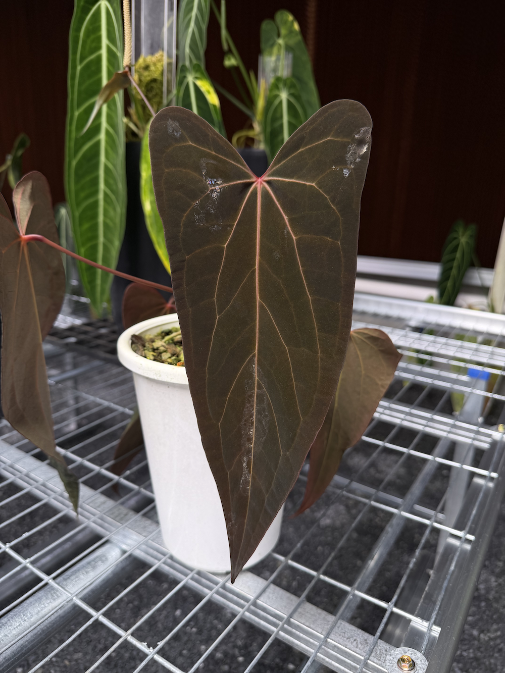 Anthurium Oriental Rabbit.png