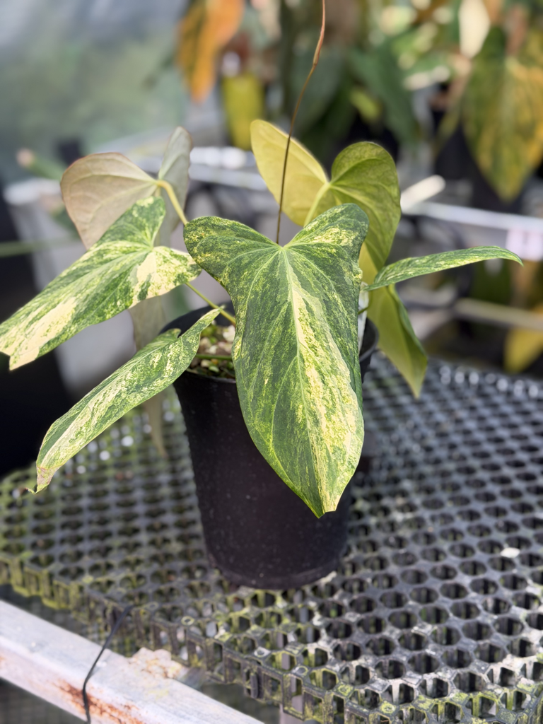 Anthurium Velvet Delta 24.png