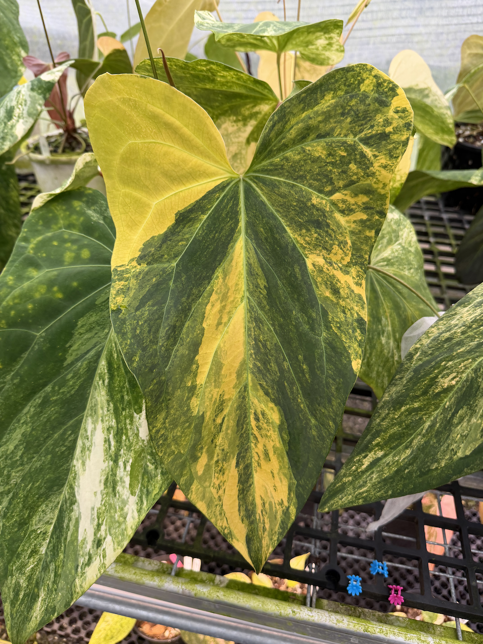 Velvet Delta 33