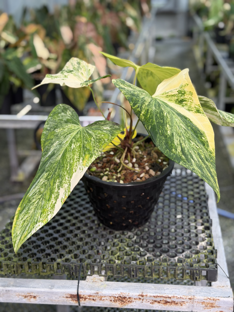 Anthurium Velvet Delta 47.png