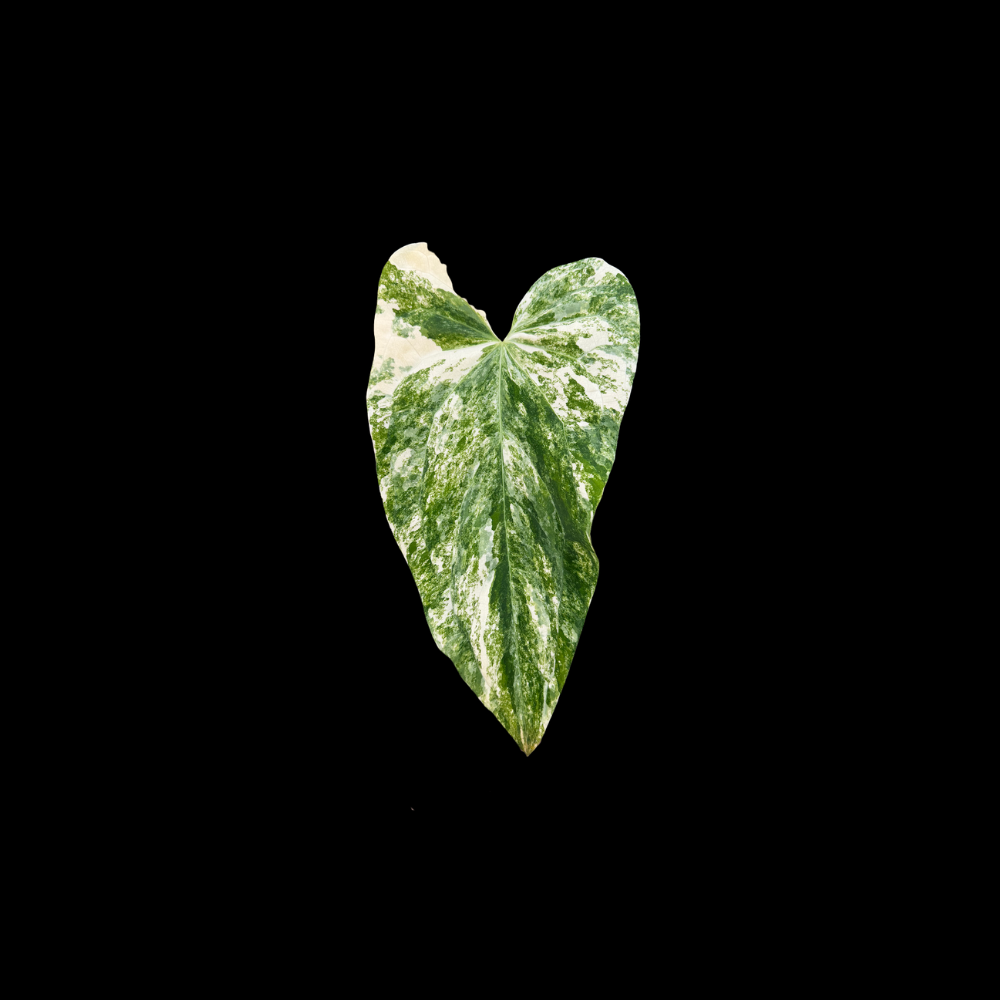 Anthurium Velvet Delta