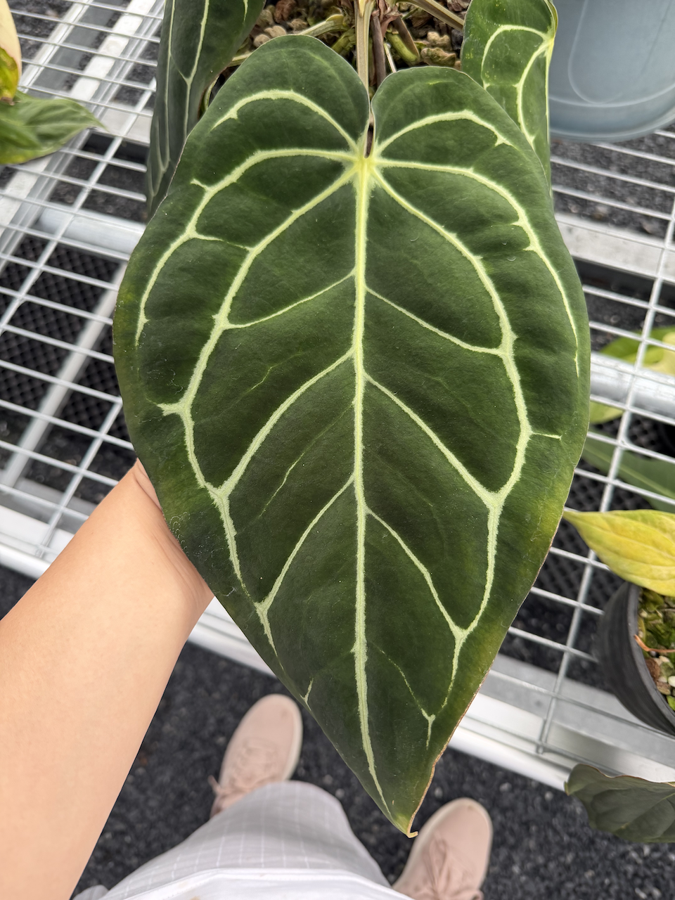 Anthurium carlablackiae