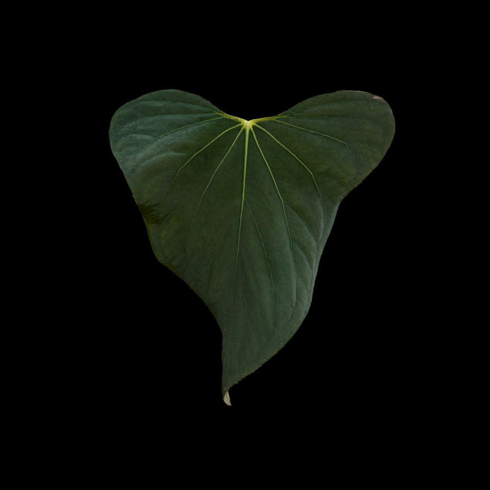 Anthurium sp. nov. DF