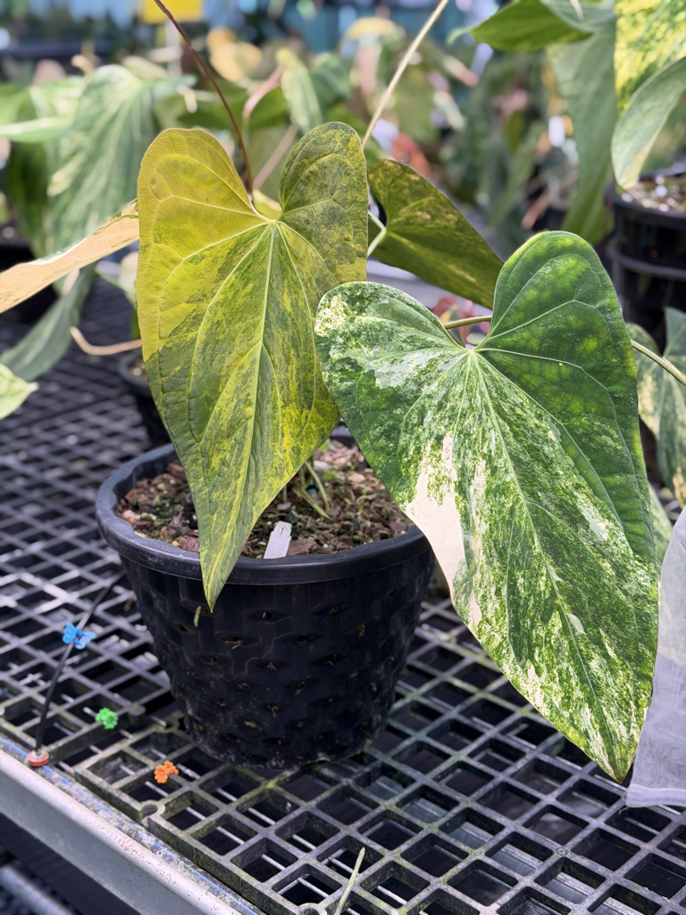 Anthurium Velvet Delta 01.png