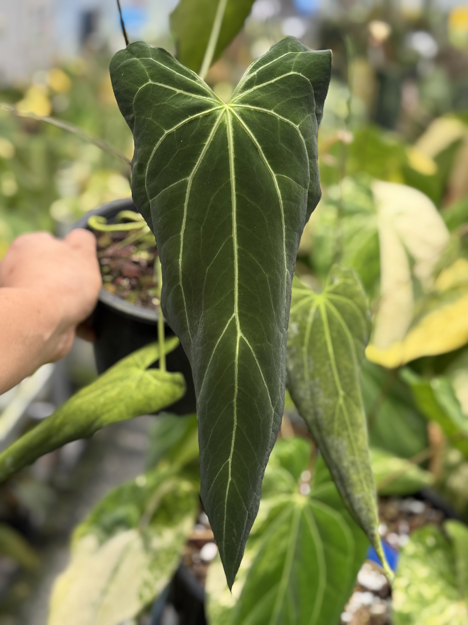Anthurium Long Narrow Indo