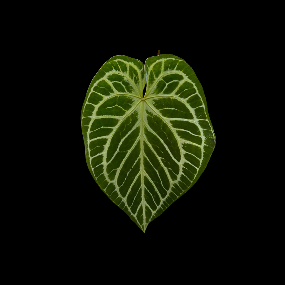 Anthurium SKG Silver x RC