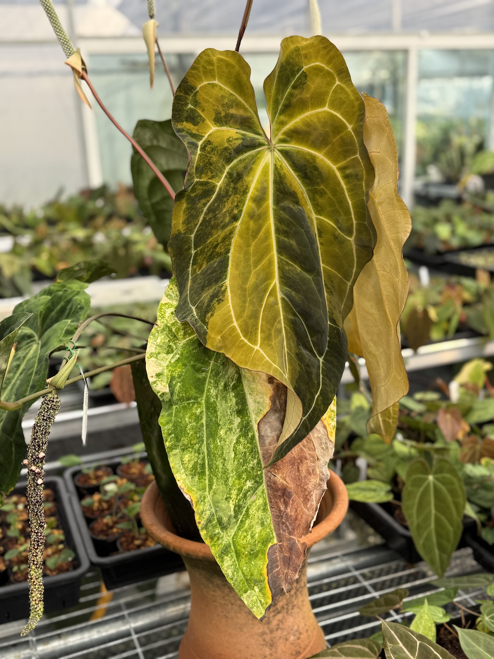 Anthurium Rusty Long.png