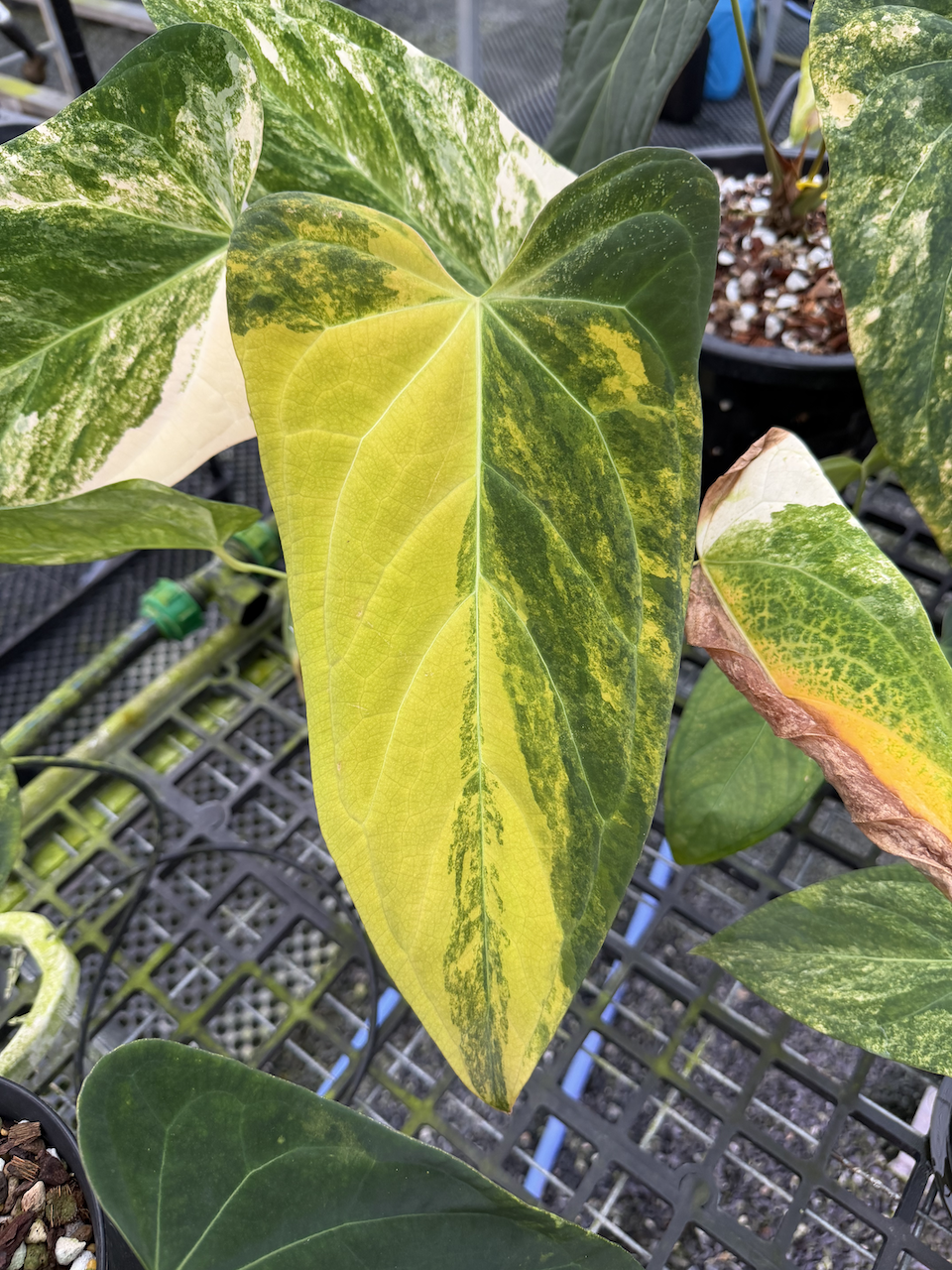 Velvet Delta 32