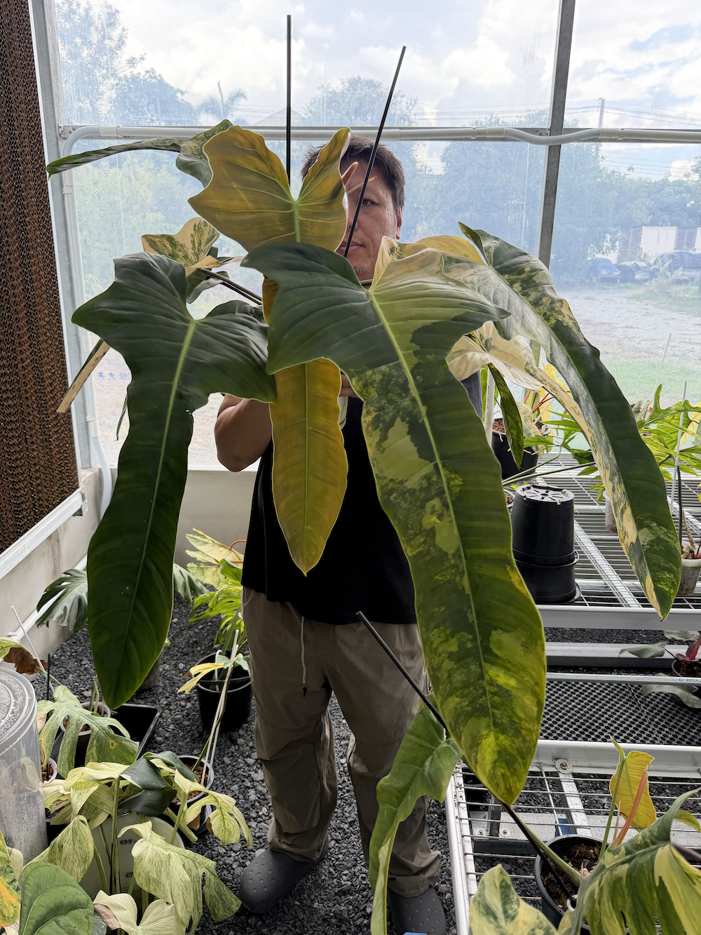 Philodendron Florida Beauty x Patriciae.png