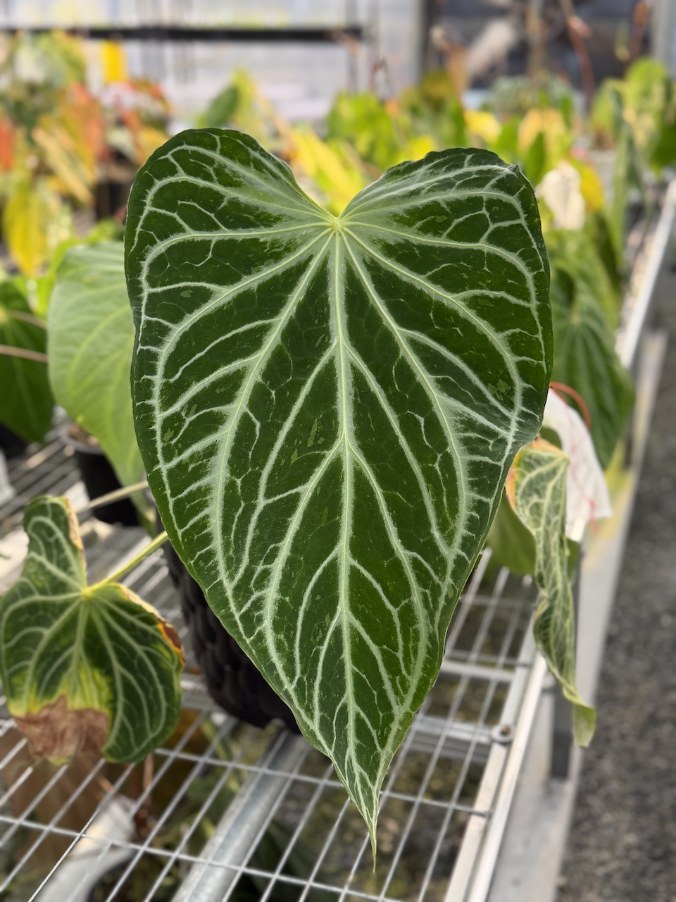 Anthurium FTG crystallinum