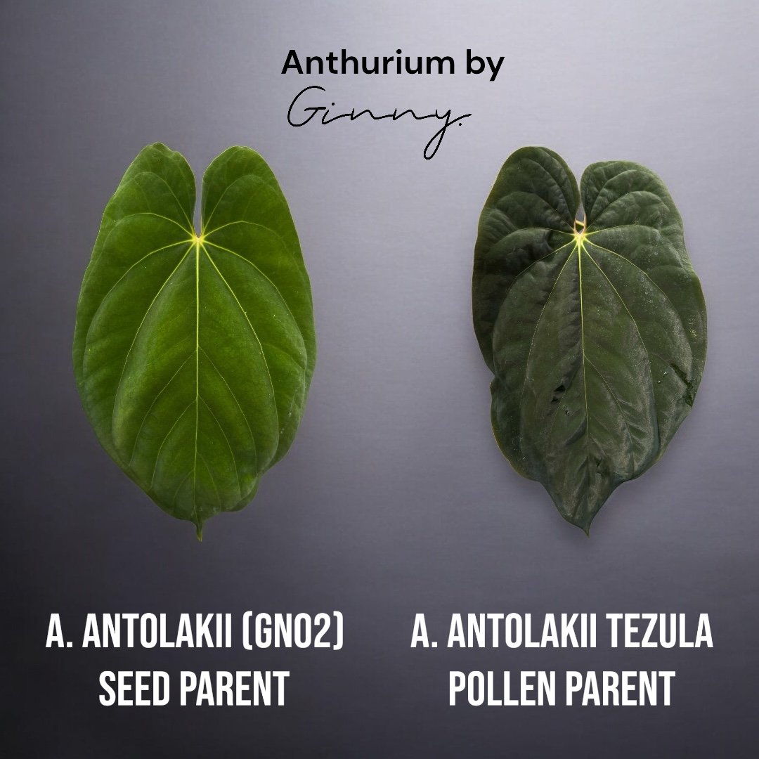 A. antolakii x A. antolakii