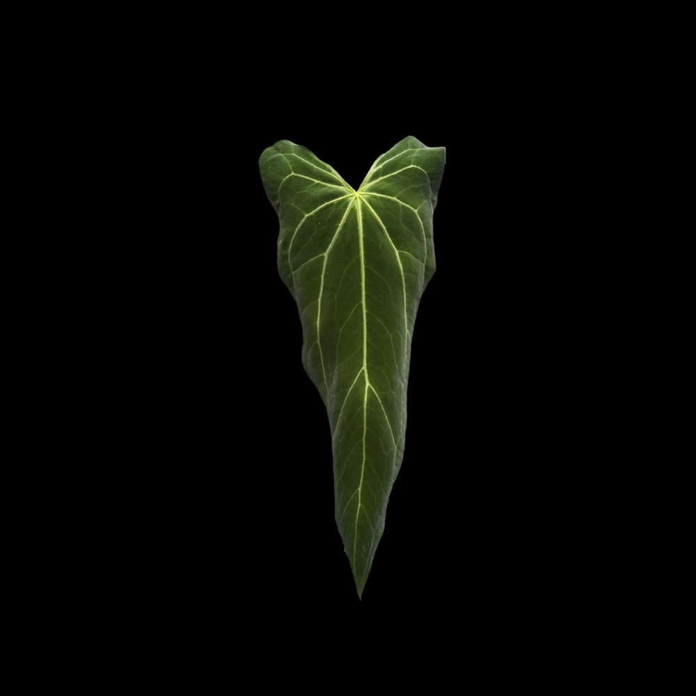 Anthurium Long Narrow Indo