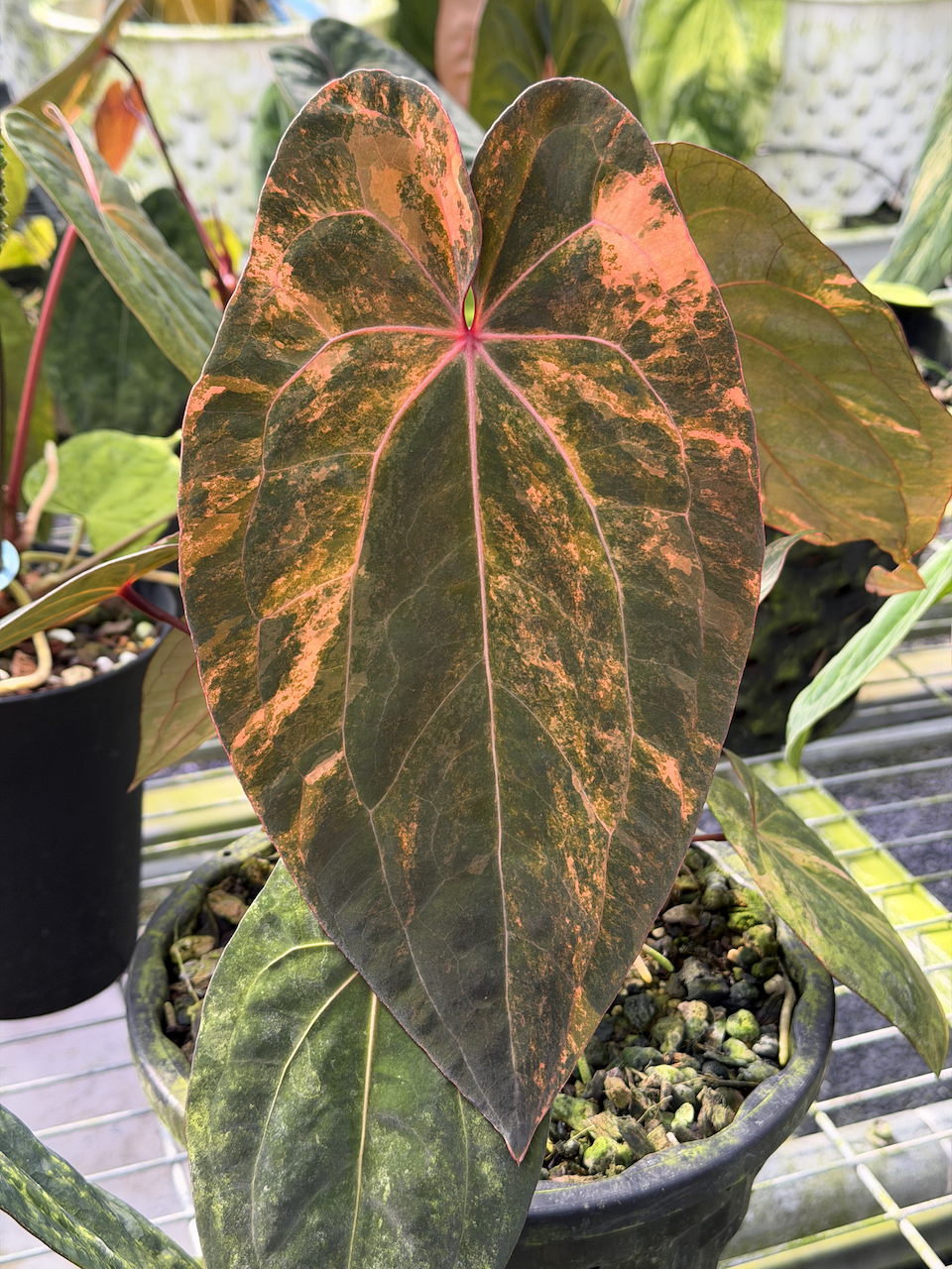 Anthurium Crimson Phoenix