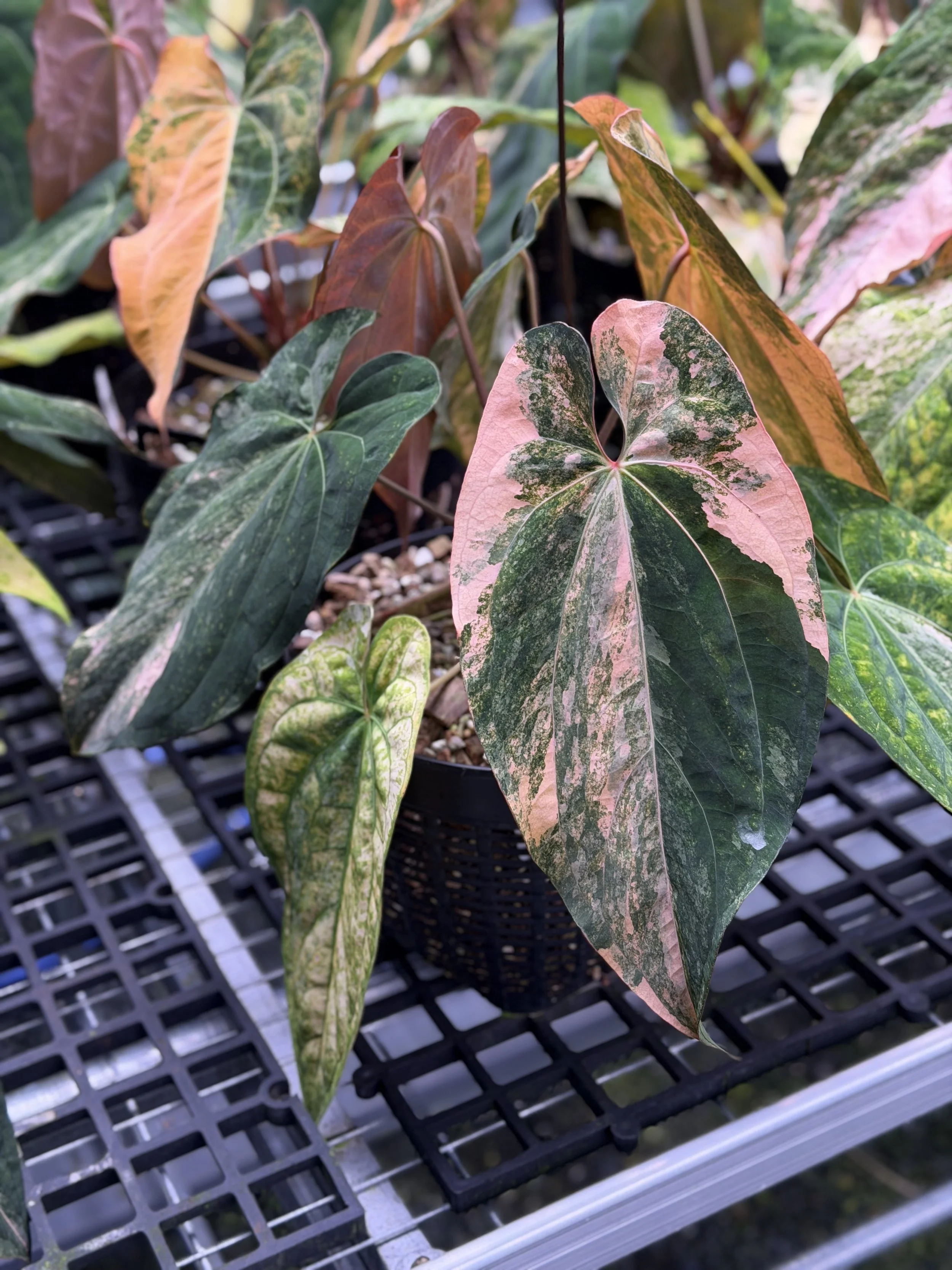 Anthurium Rusty Long RL 111.png