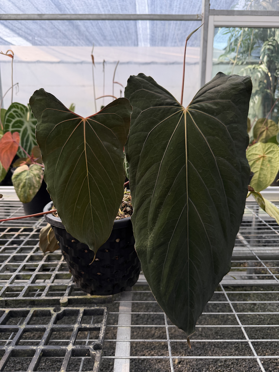 Anthurium papillilaminum RL