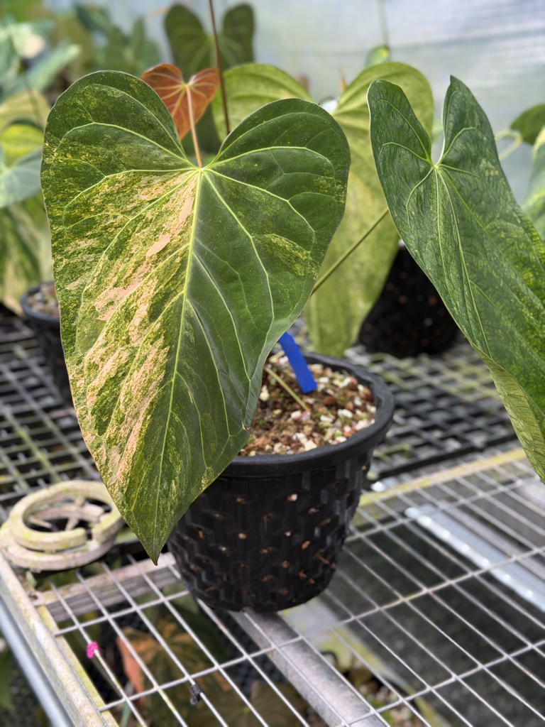 Anthurium Velvet Delta 37.png