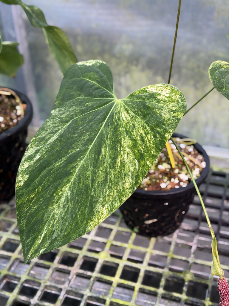 Anthurium Velvet Delta 28.png