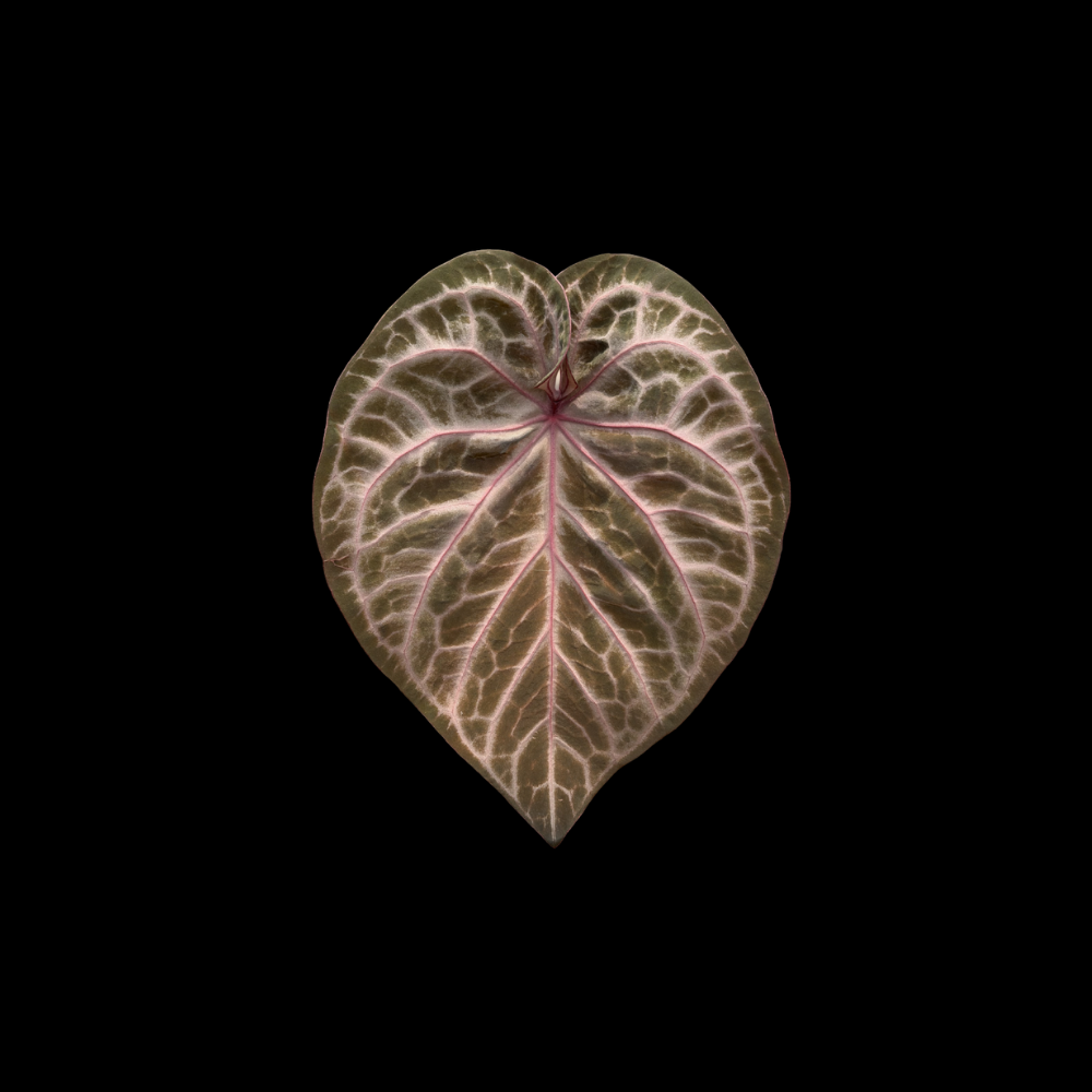 Anthurium Pink Lemonade