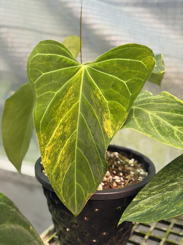 Anthurium Velvet Delta 25.png