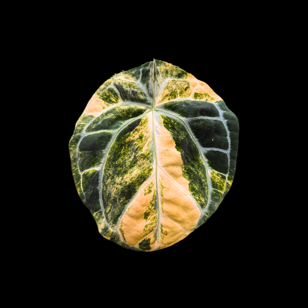 Anthurium Crystal Orb