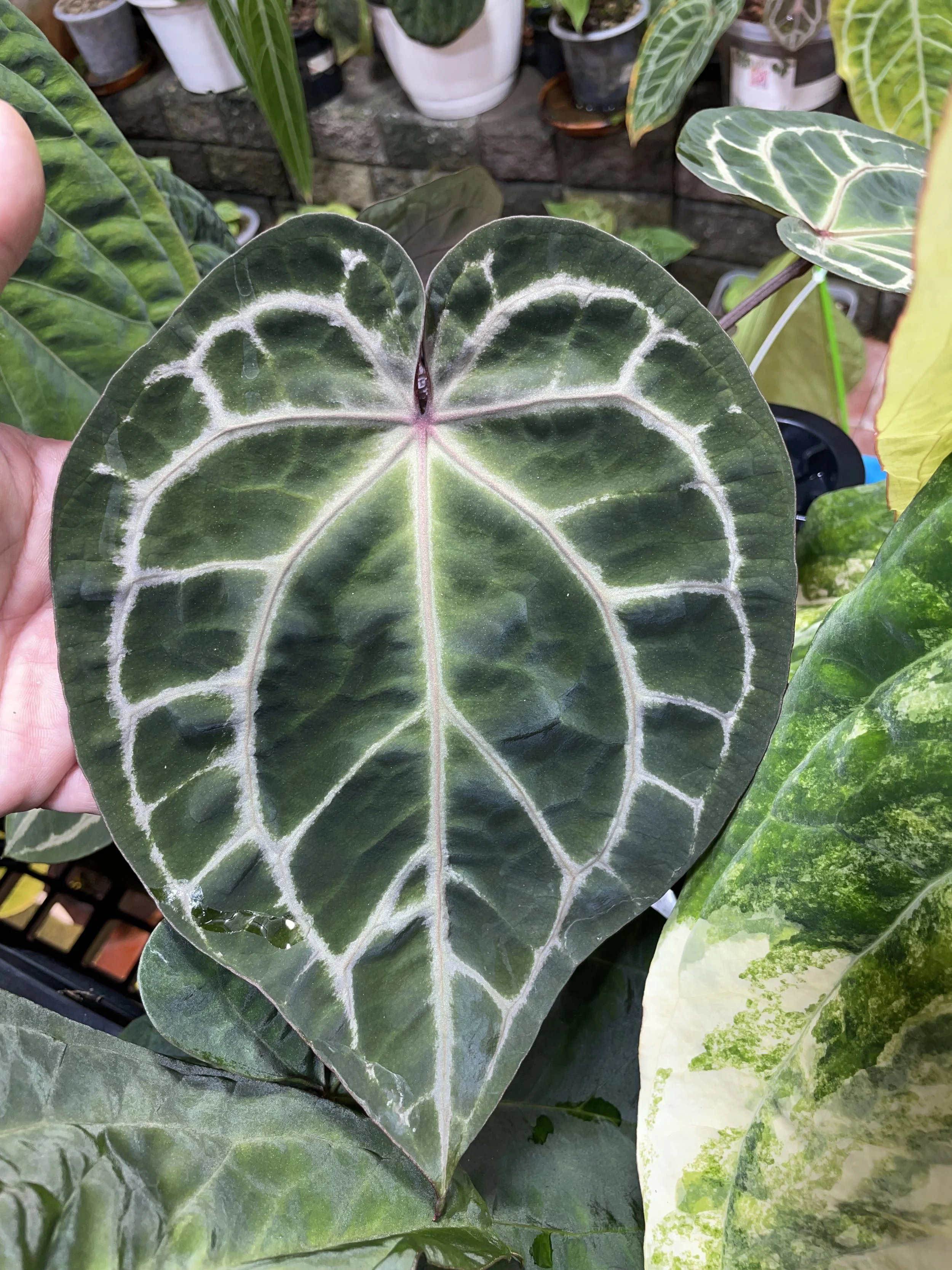 Anthurium Red Crystal.jpg