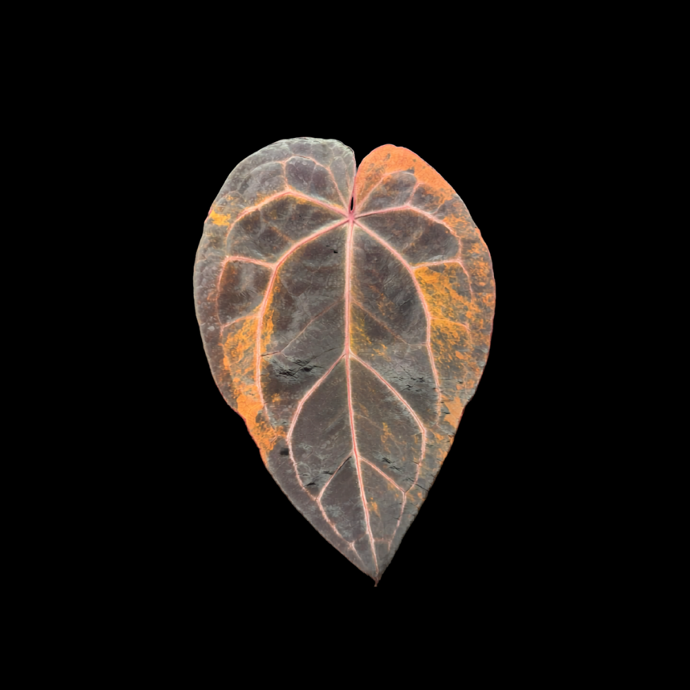 Anthurium Red Velvet Cake x Michelle