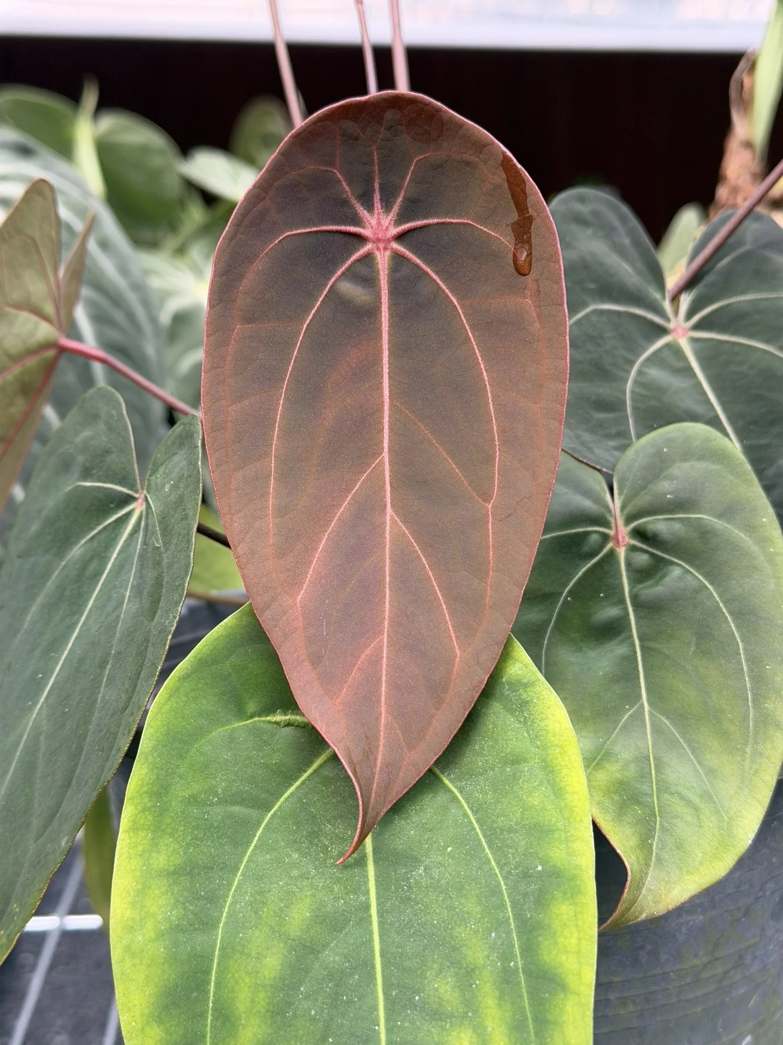 Anthurium Red Spider